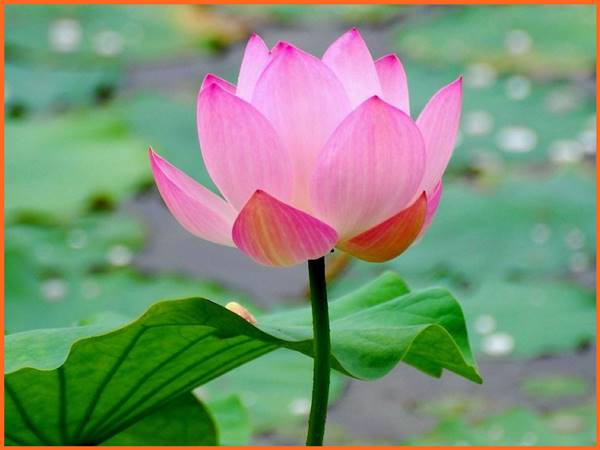 Mơ thấy hoa sen số mấy? Là điềm báo lành hay dữ?