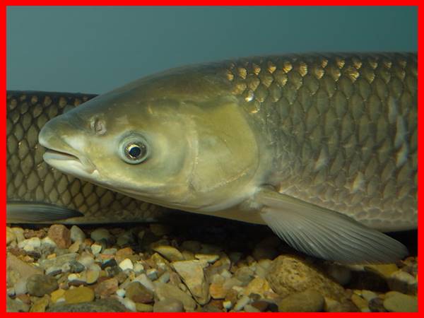 Mơ thấy cá trắm đánh con gì? Giải mã điềm báo giấc mộng