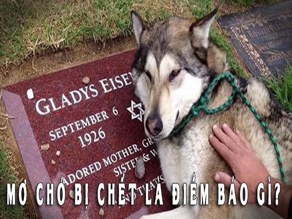 Nằm mơ thấy chó chết đánh con gì? Điềm báo giấc mơ