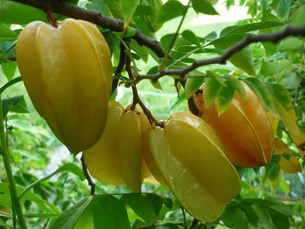 Nằm mơ thấy quả khế đánh con số gì ăn chắc – Ý nghĩa giấc mơ