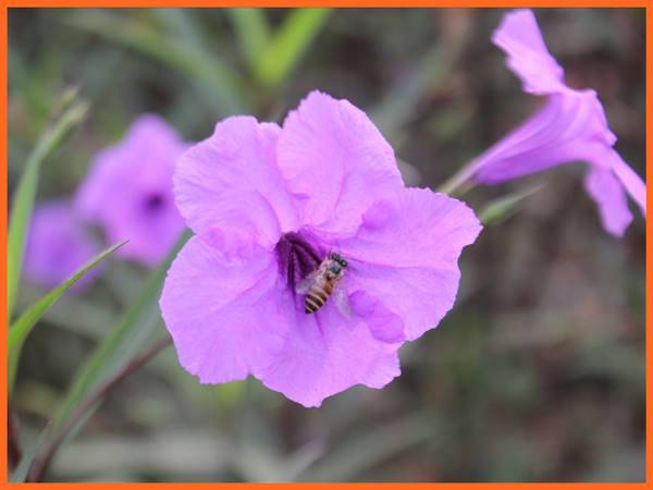 Hoa màu tím số mấy? Mơ thấy hoa màu tím đánh con gì hôm sau 1