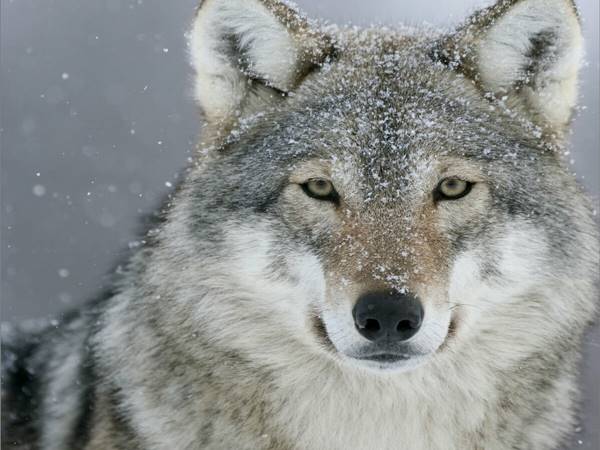 Cho sói số mấy? Nằm mơ thấy chó soi đánh con gì 2