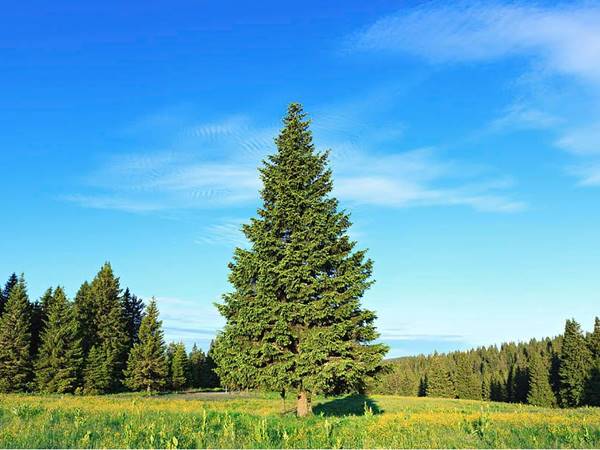 Mơ thấy cây thông đánh con gì nên chọn số mấy hay ra