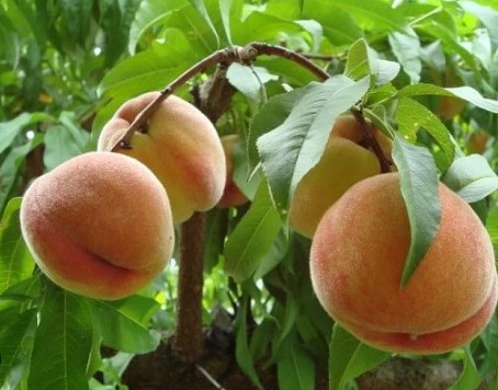 Quả đào tiên số mấy? Nằm mơ thấy quả đào tiên đánh con gì 2