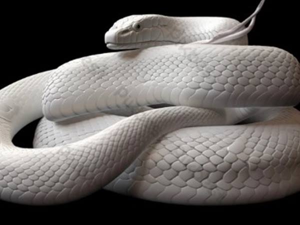 Giải mã giấc mơ thấy rắn trắng báo hiệu điều gì 2