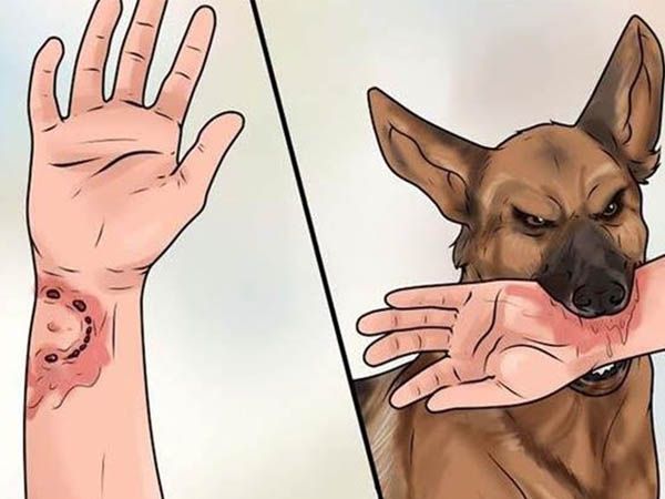 Nhìn thấy chó cắn có ý nghĩa gì, con số may mắn là số gì