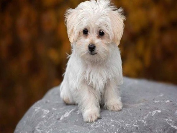 Con số may mắn tuổi Tuất 24/8/2024 hôm nay mang tiền tài