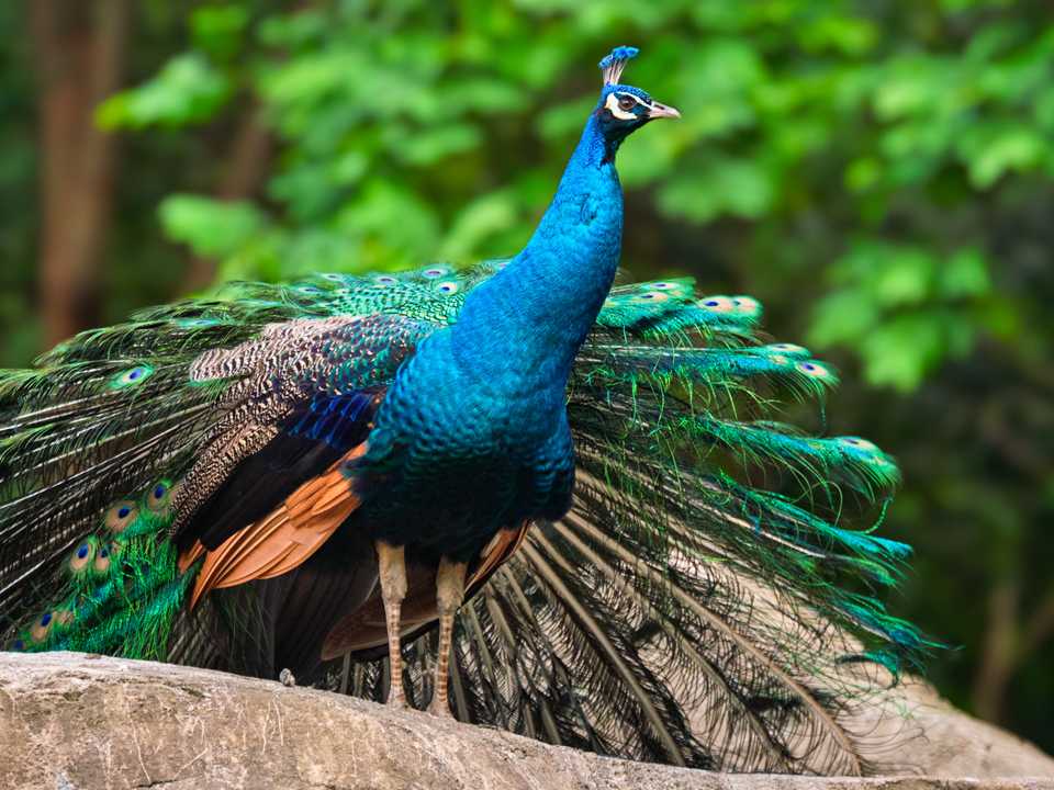 Đi đường thấy chim công có những con s?gì tài lộc?